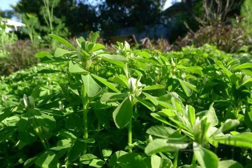 بذر سبزی شنبلیله معطر ایرانی بسته 10 گرمی