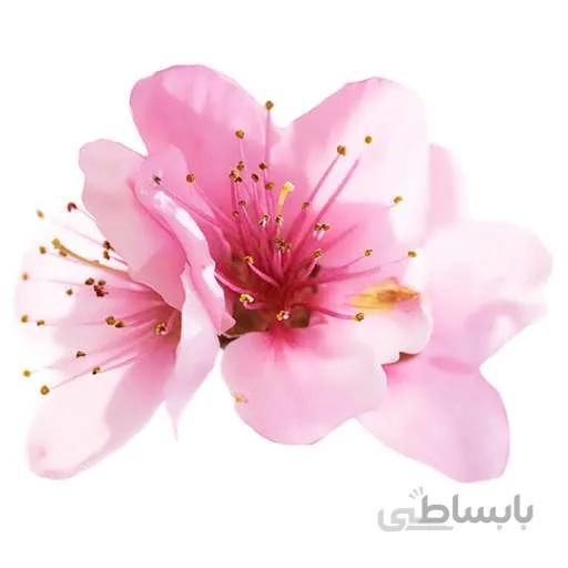 بذر درخت گیلاس