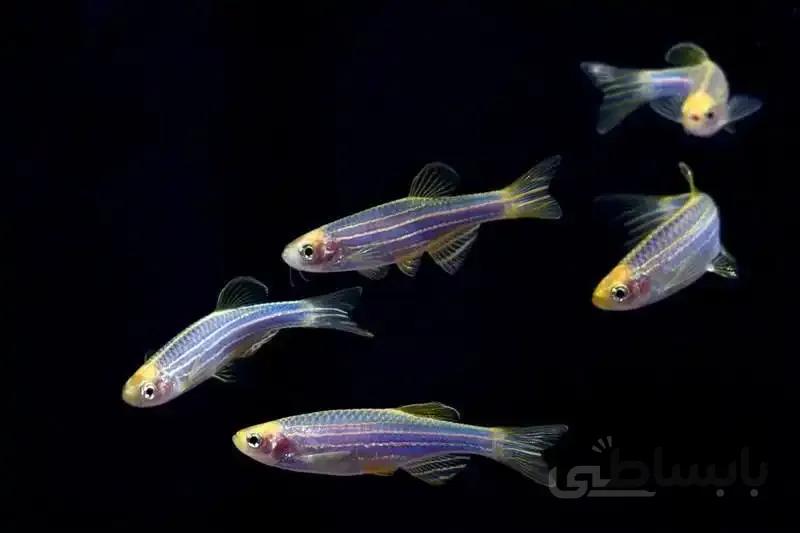 ماهی زبرا آبی