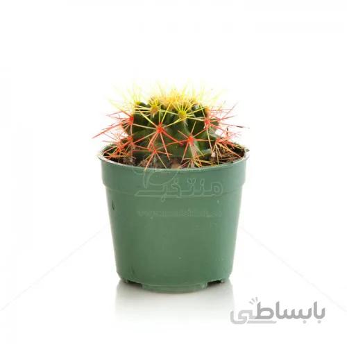 کاکتوس اچینو رنگی