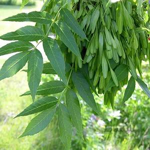 بذر درخت زبان گنجشک ا Fraxinus excelsior