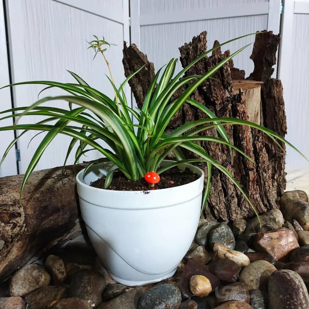 گندمی ا Curly Spider Plant