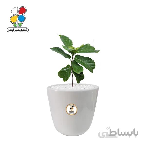 گیاه طبیعی فیکوس آفریقایی لیراتا متوسط گلباران