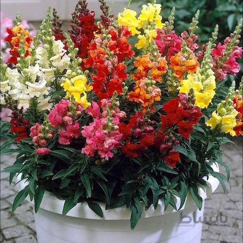 بذرگل میمون هلندی در 8 رنگ