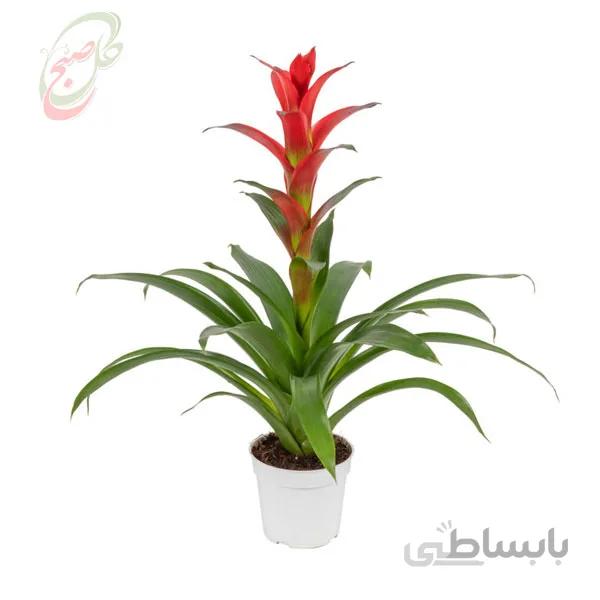 خرید گل آنلاین – گازمانیا ( ارسال گل رایگان )