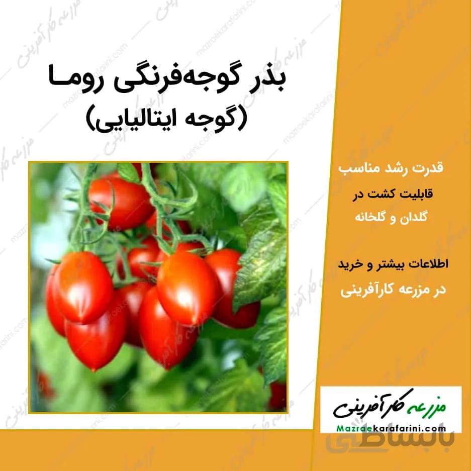 بذر گوجه فرنگی روما