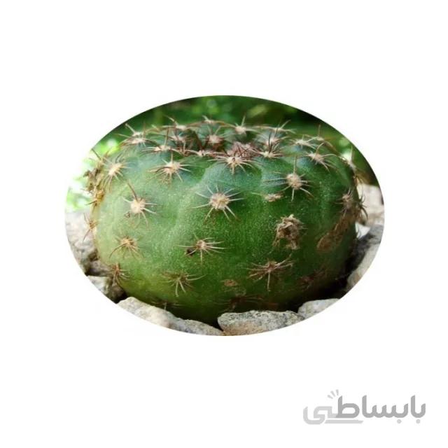 بذر کاکتوس فریلا