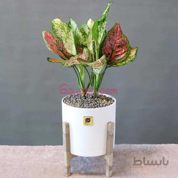 آگلونما قرمز