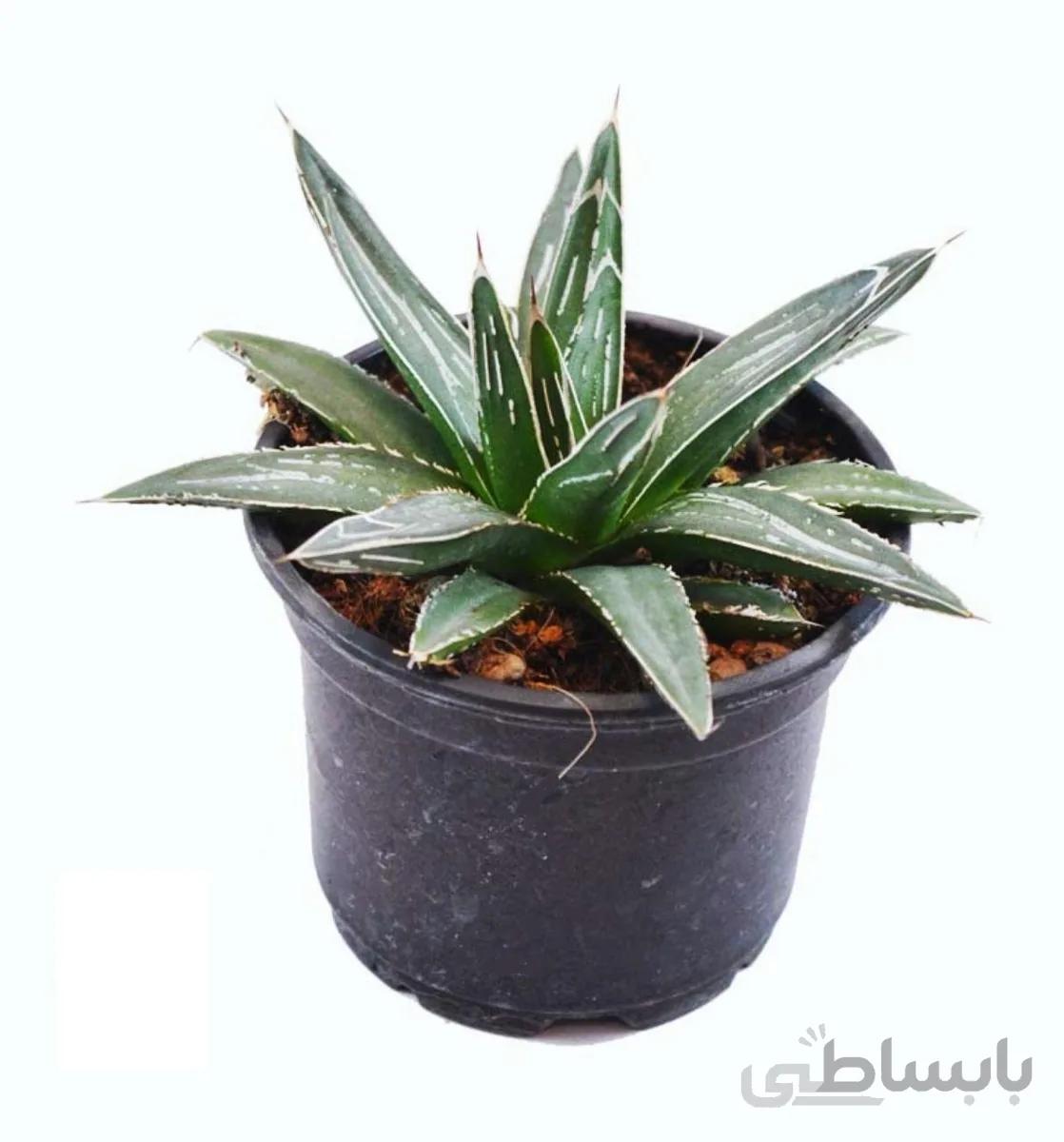 آگاو ویکتوریا کلکسیونی سایز 10 | Agave victoriae