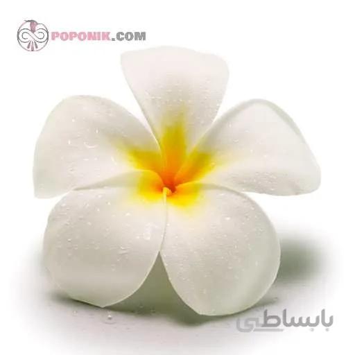بذر درختچه پلومریا