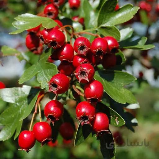 بذر زالزالک قرمز