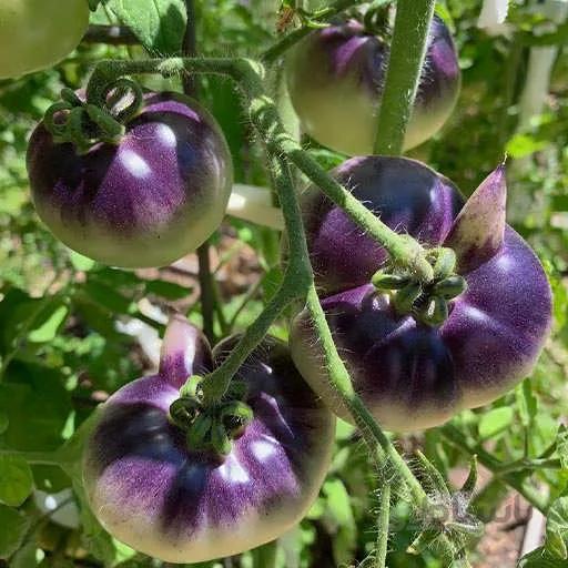 بذر گوجه فرنگی واگنر سبز ابی