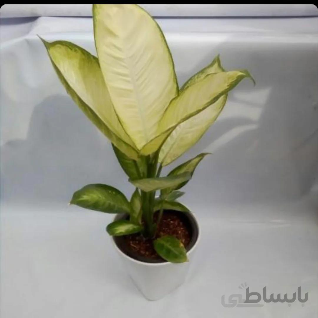 گل دیفن کاملیا