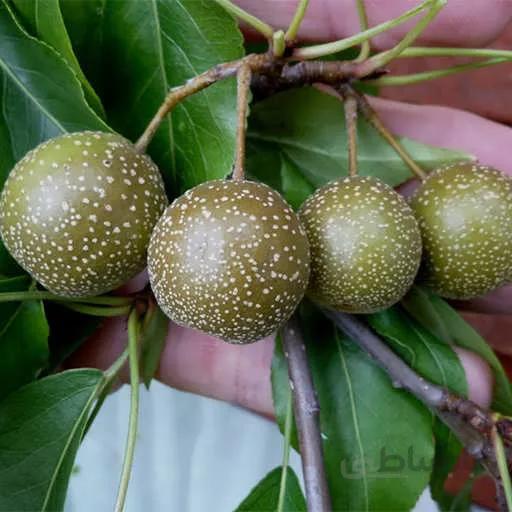 بذر گلابی وحشی فوج