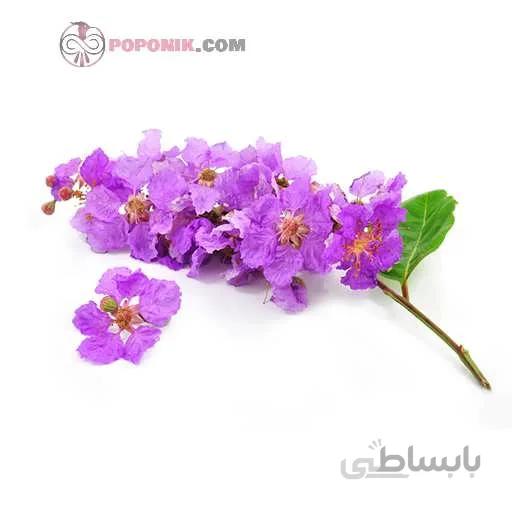 بذر درخت توری ملکه غول