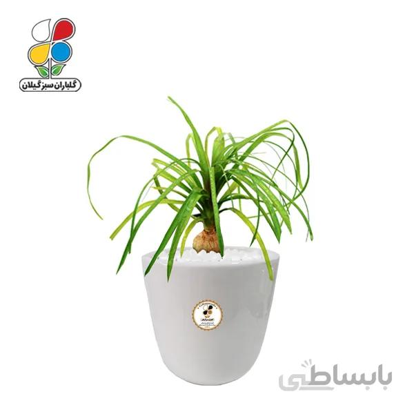 گیاه طبیعی لیندا متوسط گلباران