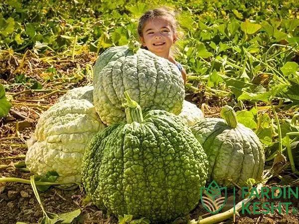 بذر کدو حلوایی Buen Gusto آمریکایی بسته 5 عددی