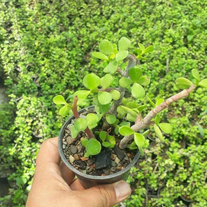 پک ساکولنت کراسولا خرفه ای (گلدان 8) 16 عددی