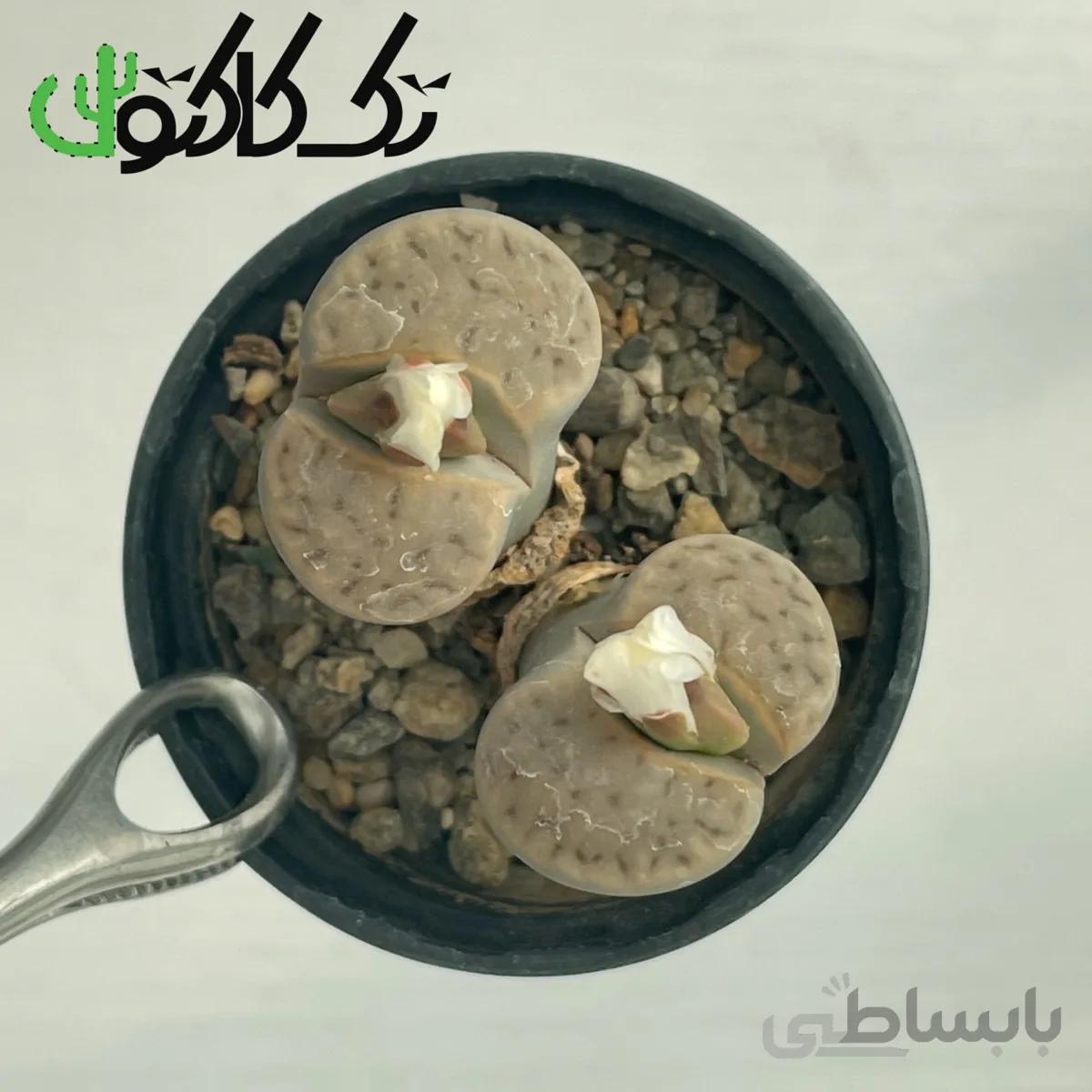 لیتوپس L0008063