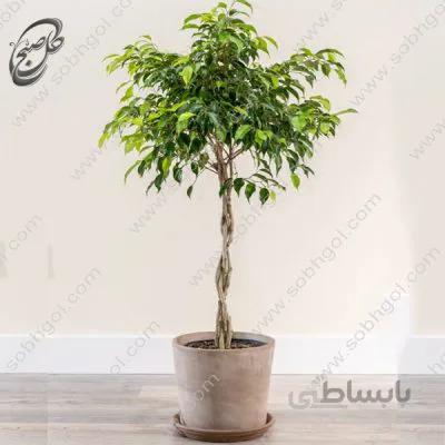 سفارش گل آنلاین – فیکوس بنجامین بافت سبز طرح F-012 ( ارسال گل رایگان )