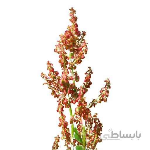 بذر ترشک