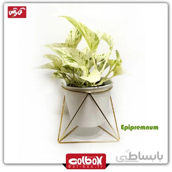گیاه پتوس مرمری