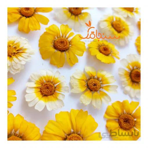 بابونه شیرازی(بسته ۵ عددی)