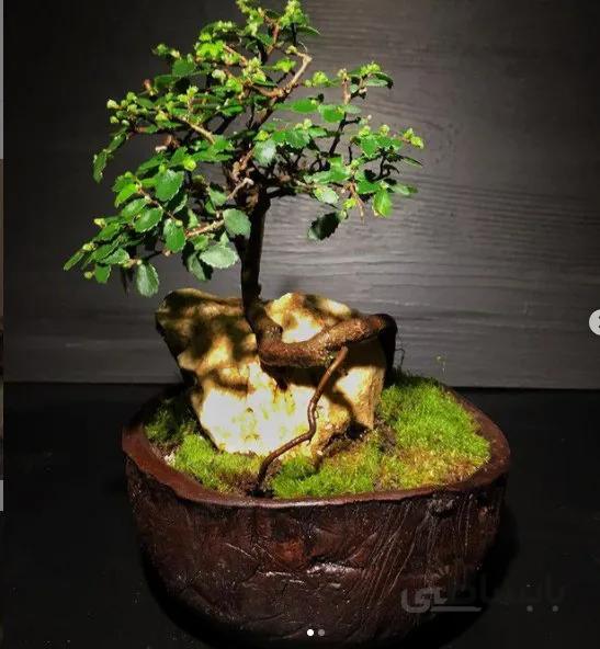 سازه گلدانی ( بونسای و سنگ )