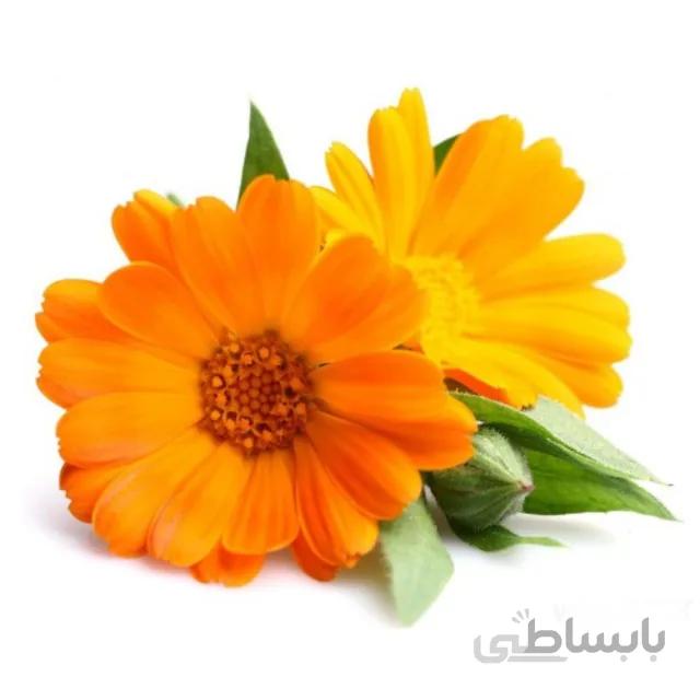 بذر گل همیشه بهار