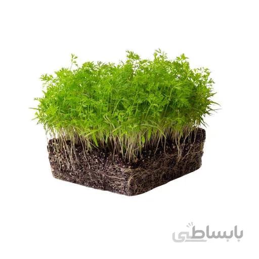 بذر میکروگرین هویج