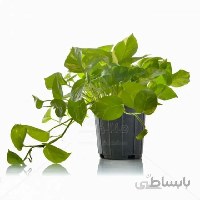 گیاه آپارتمانی پتوس ابلق ارتفاع 27سانت
