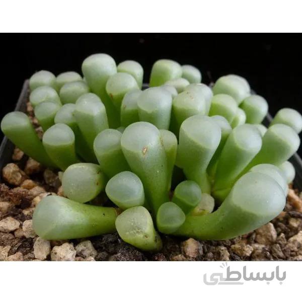 بذر فنستریا ده عدد