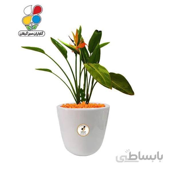 گیاه طبیعی استرلیتزیا پرنده بهشتی متوسط مدل GN12-14M
