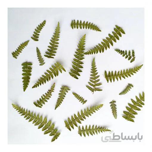 سرخس وحشی(بسته ۵تایی)