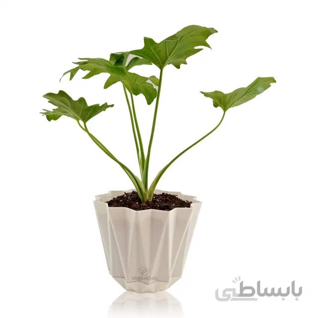 برگ انجیری در گلدان پلاستیکی طرح لوزی