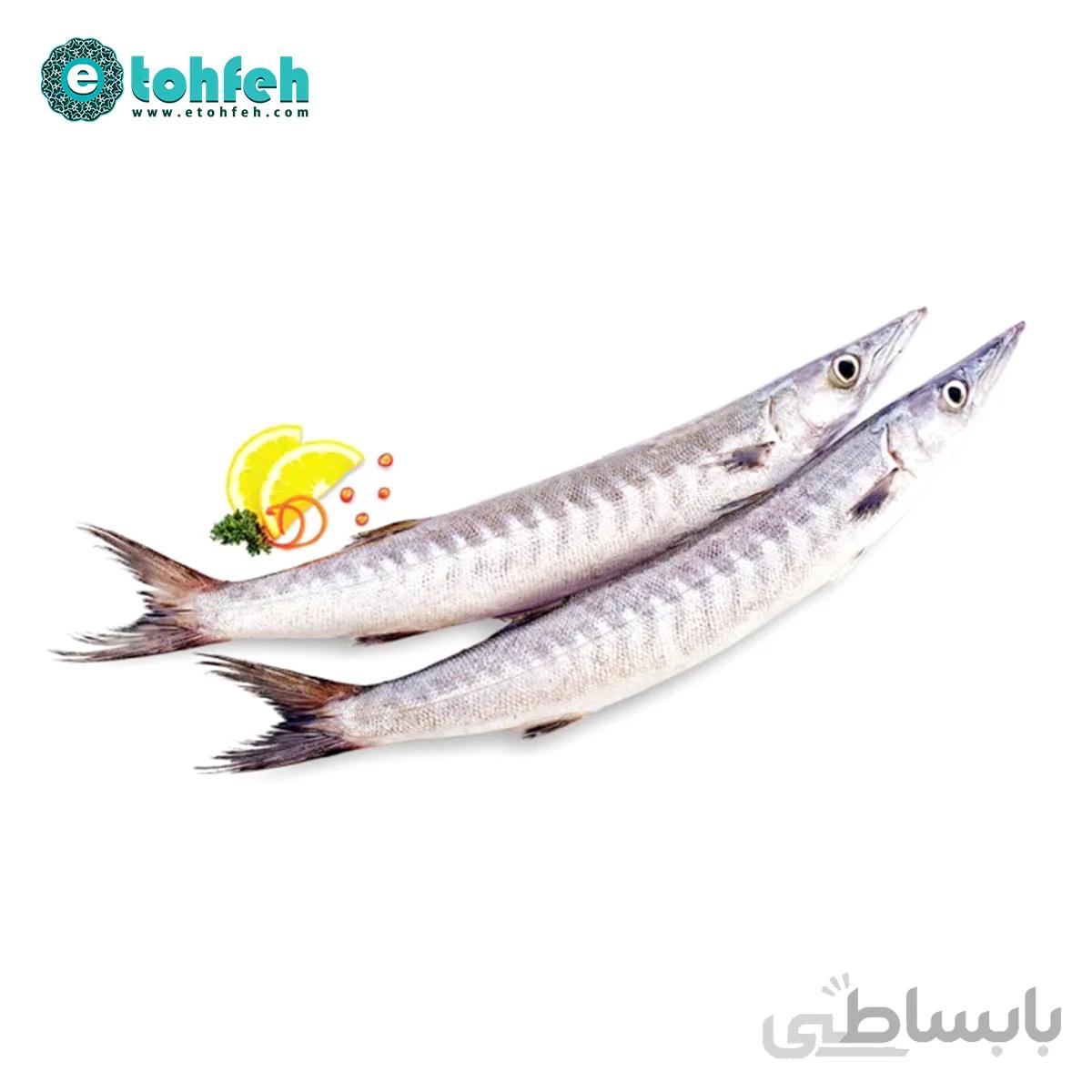ماهی کوتر (باراکودا)