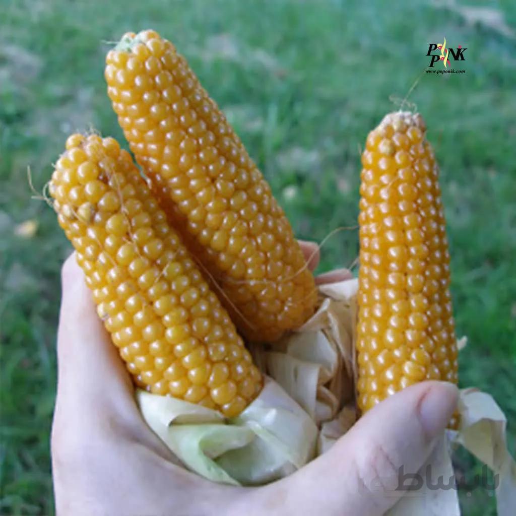 بذر ذرت شیرین کوتوله