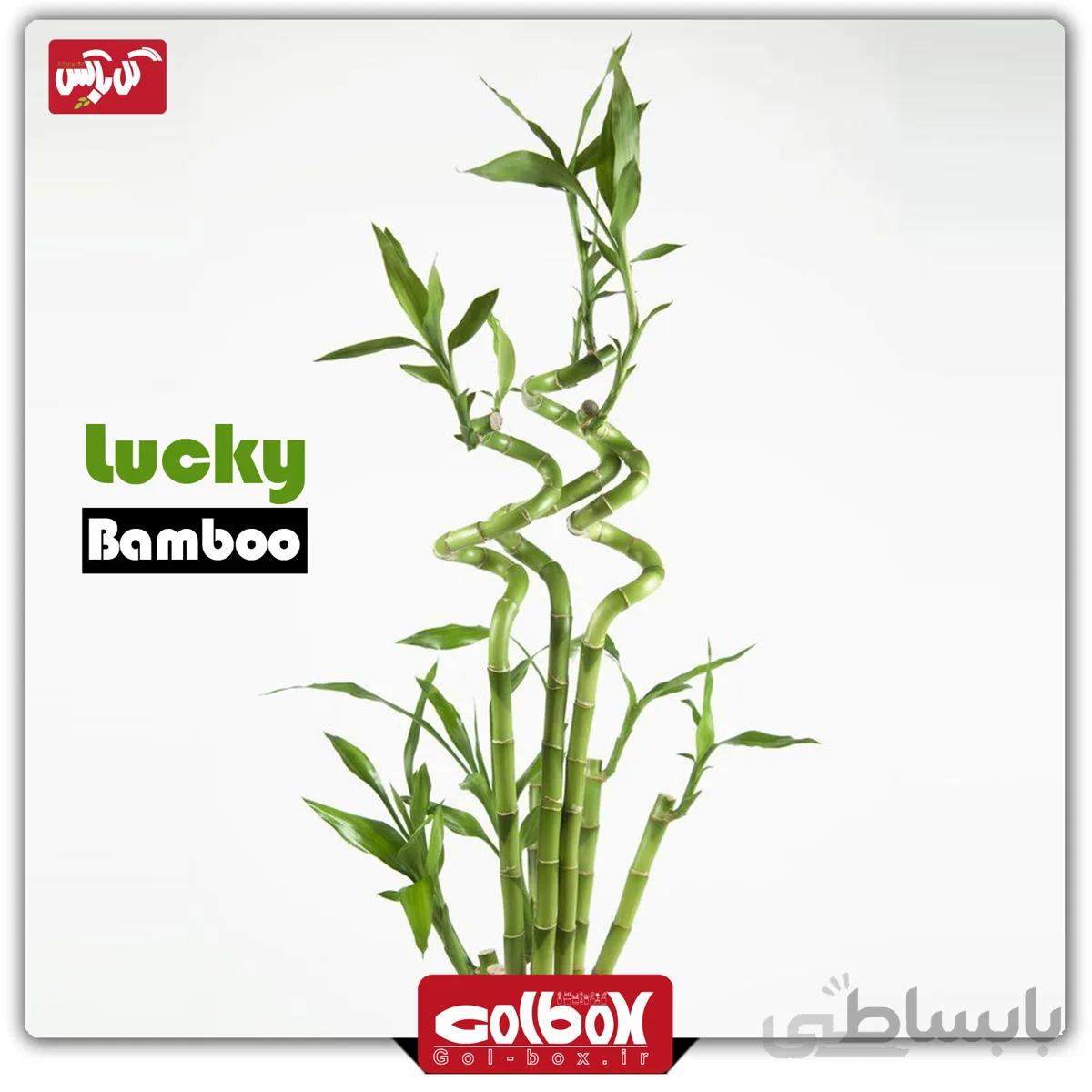 گیاه لاکی بامبو