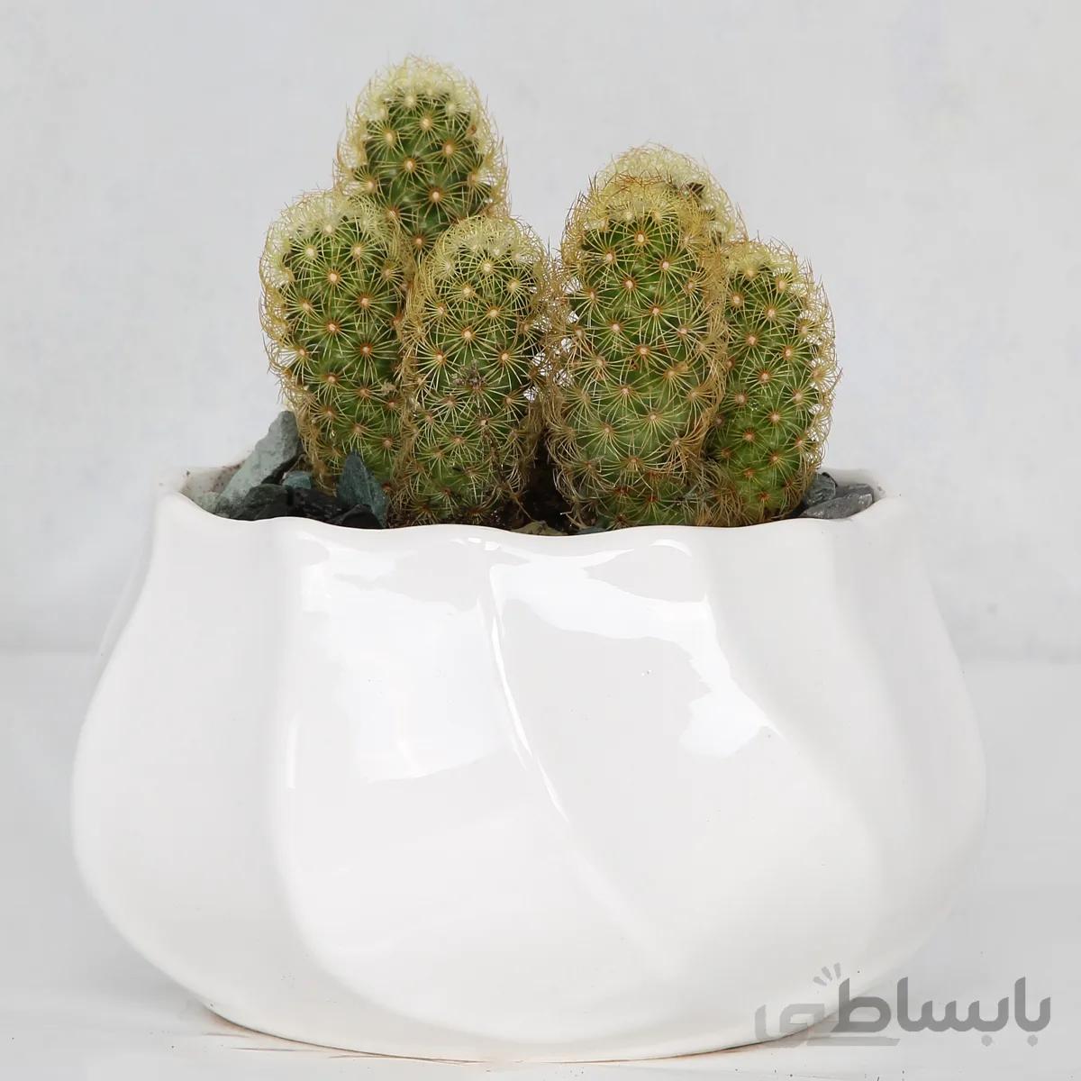 کاکتوس انگشتی