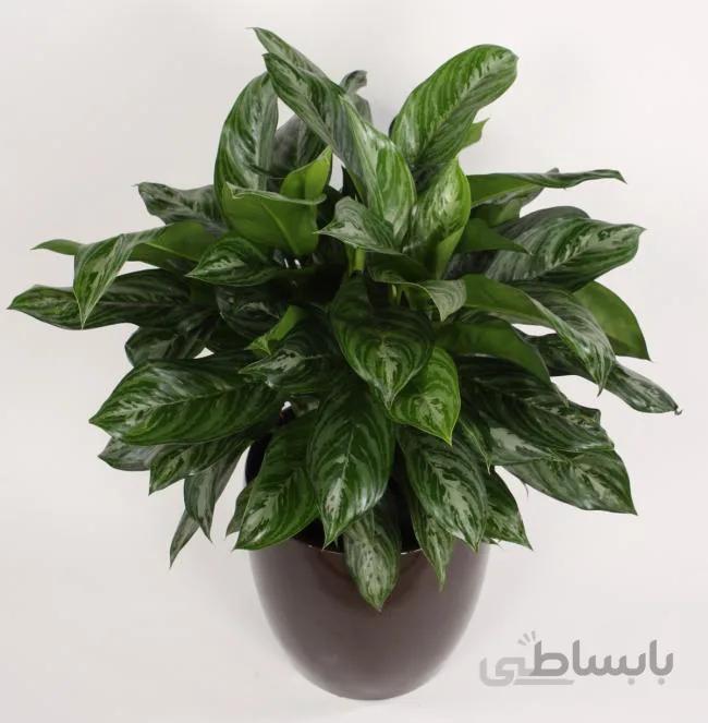 آگلونما سیلور سطل 7