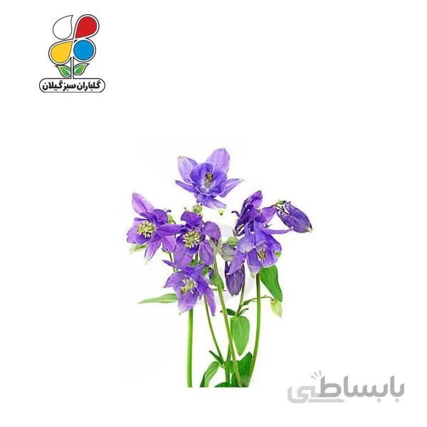 بذر گل تاج الملوک بسته بندی بزرگ مدل GPSF7L