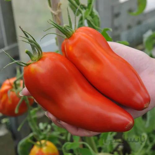 گوجه نیوجرسی ( بذر اورگانیک خارجی )
