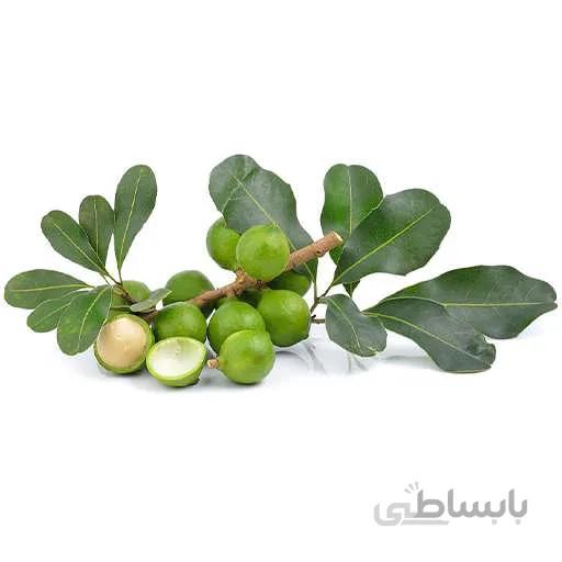 بذر برگ بو