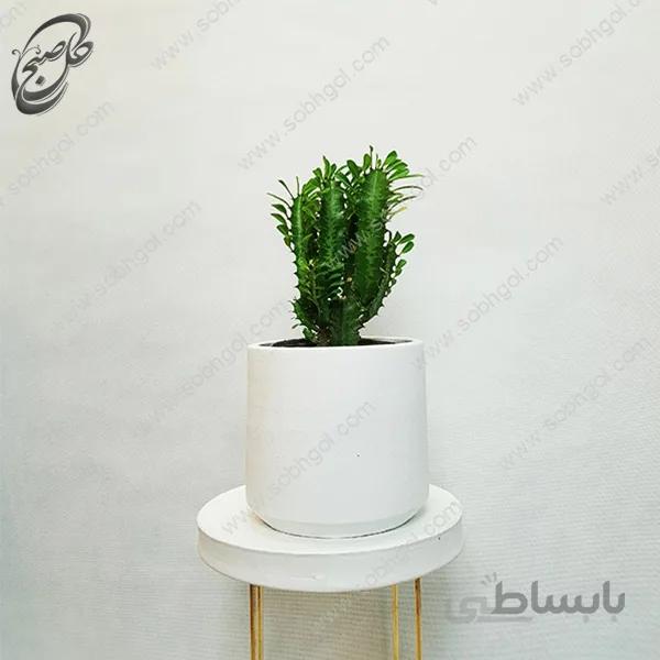 سفارش گل آنلاین – افوربیا تریگونا سبز طرح E-033