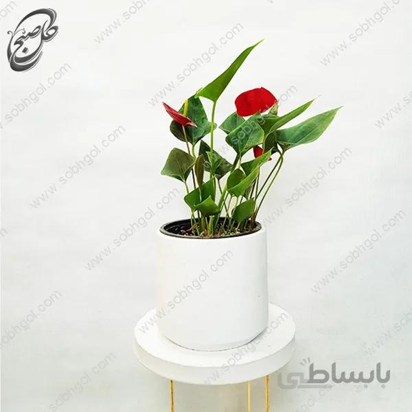 سفارش گل آنلاین – آنتوریوم طرح A-050