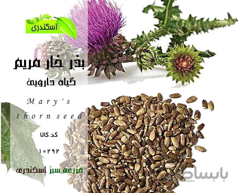 بذر خارمریم