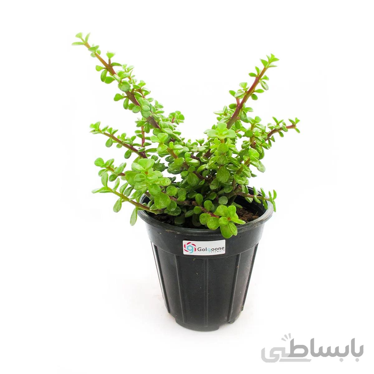 گیاه آپارتمانی کراسولا خرفه ای