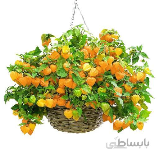 بذر فیسالیس زرد