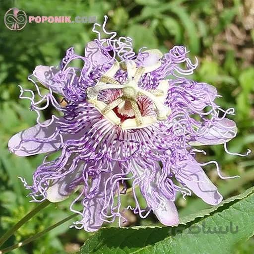 بذر پیچ گل ساعتی یاسی