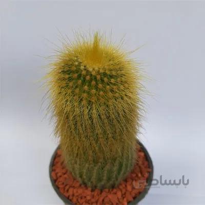 کاکتوس نوتو خورشیدی بسیار درشت